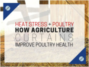 Heat Stress And Poultry How Agriculture Curtains Improve Poultry Health
