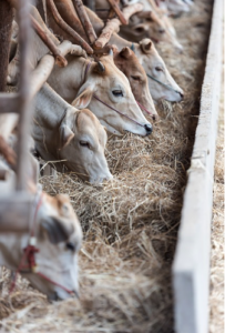 Cattloe On Farm Eating